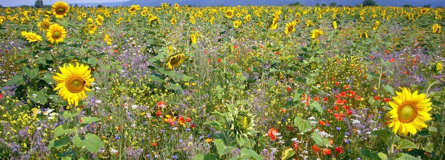 Charakteristik Blühmischungen Charakteristik Blühmischungen