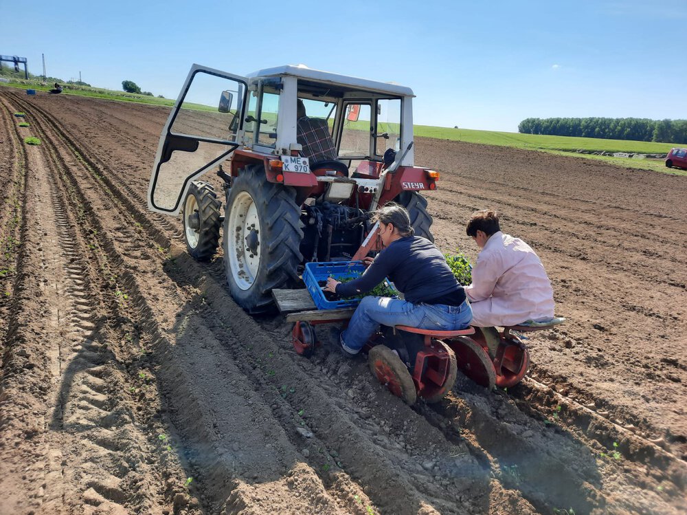 Pflanzung von Trifolium pratense (UG 07) Pflanzung von Trifolium pratense (UG 07)