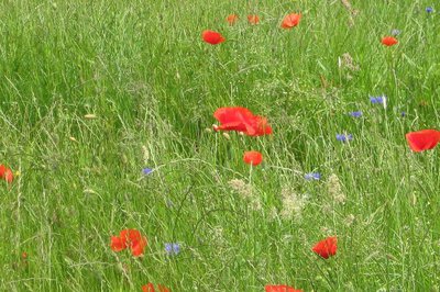 Akzeptanzarten als erster Farbtupfer in der Entwicklung der Blumenwiese Akzeptanzarten als erster Farbtupfer in der Entwicklung der Blumenwiese