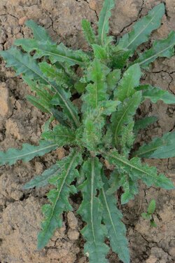 Acker-Kratzdistel (Cirsium arvense)