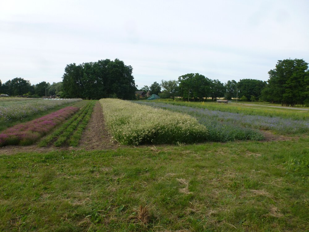 Vermehrung nahe der polnischen Grenze (UG 04) Vermehrung nahe der polnischen Grenze (UG 04)