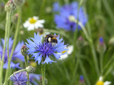 Kornblume wird auch von Hummeln akzeptiert Kornblume wird auch von Hummeln akzeptiert