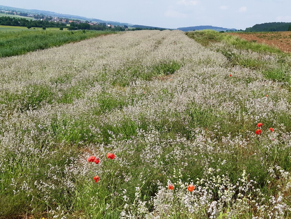 Anbau von Leimkraut im Schw.-Baar-Kreis (UG 13) Anbau von Leimkraut im Schw.-Baar-Kreis (UG 13)