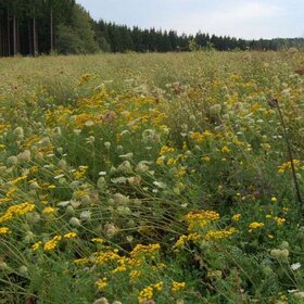 Wildacker-Wildäsung-Wilddeckung