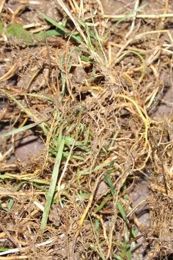 Gewöhnliche Quecke (Elymus repens)