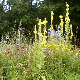 Schmetterlings- und Wildbienensaum