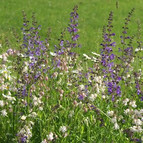 Blumenwiese