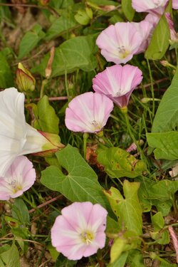 Acker-Winde (Convolvulus arvensis)