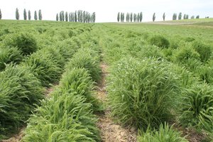 Die genetische Bandbreite der Individuen einer Art ist deutlich am unterschiedlichen Habitus der einzelnen Schafgarbenpflanzen zu erkennen. Die genetische Bandbreite der Individuen einer Art ist deutlich am unterschiedlichen Habitus der einzelnen Schafgarbenpflanzen zu erkennen.