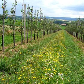 Reb- und Obstzeilenmischung